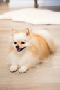 Small golden pomeranian puppy dog Royalty Free Stock Photo