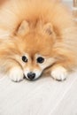 Reddish golden pomeranian dog sitting on the laminate wood floor. Royalty Free Stock Photo