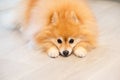 Sad quiet golden pomeranian dog Royalty Free Stock Photo