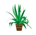 Indoor pot plant home vector. Floral green cartoon interior icon. Summer flower room graphic illustration. Office decoration small Royalty Free Stock Photo