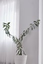 Indoor pot plant oleander on the floor Royalty Free Stock Photo