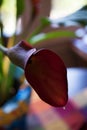 Purple Calla Lilly disambiguation