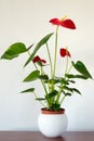 Indoor red anthurium flower in Interior Royalty Free Stock Photo