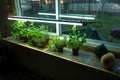 Indoor shelve by window with many green herbs growing for cooking