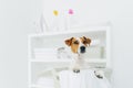Indoor shot of pedigree dog in laundry basket with white linen in bathroom, console with folded towels, iron and detergents in Royalty Free Stock Photo