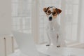 Indoor shot of pedigree jack russell terrier wears optical glasses, keeps paws on white office desk, works on laptop computer, Royalty Free Stock Photo