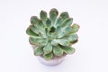 Indoor small green plant succulent isolated on white background top view Royalty Free Stock Photo