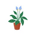 Indoor Spathiphyllum wallisii plant in pot. Blossomed flowers of spath growing in planter. Blooming peace lilies. Floral