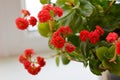 Indoor succulent kalanchoe blossfeldiana, red flower on the window Royalty Free Stock Photo