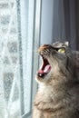 Indoor tabby cat sitting in the window gets surprised and shocked by the storm and rain