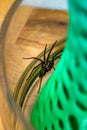 Indoor tegenarian spider, in a glass jar and a coral structure in a house, tegenaria, arachnida