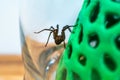 Indoor tegenarian spider, in a glass jar and a coral structure in a house, tegenaria, arachnida