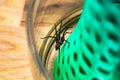 Indoor tegenarian spider, in a glass jar and a coral structure in a house, tegenaria, arachnida