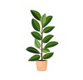 Indoor tree plant ficus rubber in a pot for home, office, premises decor. Illustration isolated on white background