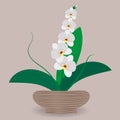Indoor tropical flowering plant orchid in flower pots. Vector illustration of plant for design of greenhouses, markets, magazines