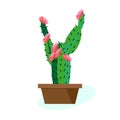 Indoor tropical plant Cactus blooms in pot. Vector drawing on white background. Large plant in ceramic pots. Royalty Free Stock Photo