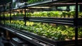 Indoor vegetable farm with synthetic light. Generative AI