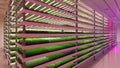 Indoor vertical farm. Hydroponic microgreens plant factory. Plants grow with led lights. Sustainable agriculture for future food.