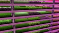 Indoor vertical farm. Spice and seasoning. Parsley, dill, basil, onion, rosemary, mint, thyme. Hydroponic microgreens plant