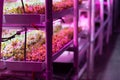 Beet microgreens growing hydroponically without soil under LED grow lights. Hydroponic farming Royalty Free Stock Photo