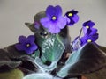 Indoor violets are blooming beautifully in a vase Royalty Free Stock Photo