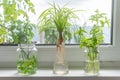 Indoor window planting rooting in glass bottle fibrous root grow Royalty Free Stock Photo