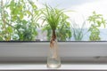 Indoor window planting rooting in glass bottle fibrous root grow