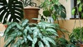 Indoor winter garden with different plants Royalty Free Stock Photo