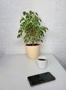 Indoor workplace phone, cup of tea and ficus.