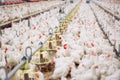 Indoors chicken farm, chicken feeding, farm for growing broiler chickens Royalty Free Stock Photo