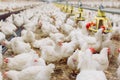 Indoors chicken farm, chicken feeding, farm for growing broiler chickens Royalty Free Stock Photo