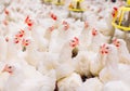 Indoors chicken farm, chicken feeding, farm for growing broiler chickens Royalty Free Stock Photo