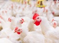 Indoors chicken farm, chicken feeding, farm for growing broiler chickens Royalty Free Stock Photo