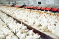 Indoors chicken farm, chicken feeding, large egg production Royalty Free Stock Photo