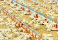 Indoors chicken farm, chicken feeding, large egg production Royalty Free Stock Photo
