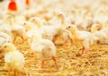 Indoors chicken farm, chicken feeding, large egg production Royalty Free Stock Photo