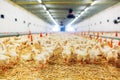 Indoors chicken farm, chicken feeding, large egg production Royalty Free Stock Photo