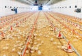 Indoors chicken farm, chicken feeding, large egg production Royalty Free Stock Photo