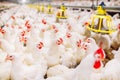 Indoors chicken farm, chicken feeding, large egg production Royalty Free Stock Photo