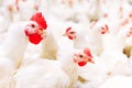Indoors chicken farm, chicken feeding, large egg production Royalty Free Stock Photo