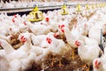 Indoors chicken farm, chicken feeding, large egg production Royalty Free Stock Photo