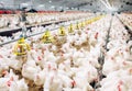 Indoors chicken farm, chicken feeding, large egg production Royalty Free Stock Photo