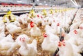 Indoors chicken farm, chicken feeding, large egg production Royalty Free Stock Photo
