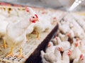 Indoors chicken farm, chicken feeding, large egg production Royalty Free Stock Photo