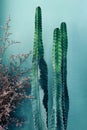 Indoors desert garden cactus succulent plant Peruvian apple cactus on green concrete wall background in room decorated with