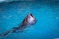 Indoors dolphin action in a show Royalty Free Stock Photo