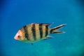 indopazific sergeant fish swimming in blue water during snorkeling in egypt Royalty Free Stock Photo