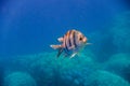 indopazific sergeant fish swimming in clear blue sea water in egypt Royalty Free Stock Photo