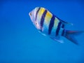 indopazific sergeant fish swimming in deep blue water in egypt Royalty Free Stock Photo
