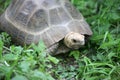 Indotestudo travancorica Royalty Free Stock Photo